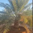 لبيع انخيل بجميع انواعه طالع من القصيم على الجنوب