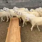 طليان للبيع