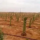 توريد فسايل نخل خلاص وبرحي سكري