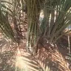 فسايل نخيل مجدول