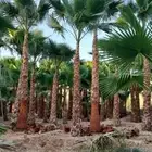 مزرعة الياسمين