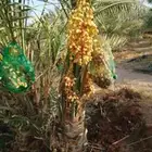 يوجد لدينا جميع انواع النخيل المثمرة عفيف البجديه الجمش نفي