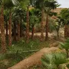 توريد نخل وشنطني جميع المقاسات