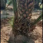 لبيع فسايل نخل خلاص وبرحي سكري