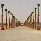 نخيل للبيع