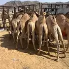 قعدان للبيع مغلقة موقع نجران   زوجات ومبادي