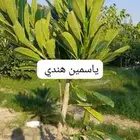 مزارع ومنسق حدائق