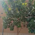 مشتل تنسيق حدائق