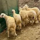 طليان اضاحي