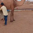 عشرا صفرا كفو