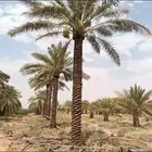 نخيل للبيع