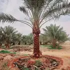 نخيل للبيع واسعار طيبه