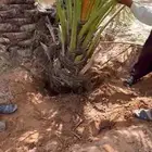 شغل نخل.مقاول نخيل