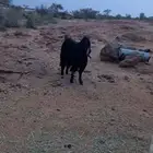 تيس فحل جامع شباب للبيع