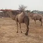 ناقه للبيع نيب رجاء لا يجي الاصامل