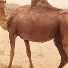 ام الزله