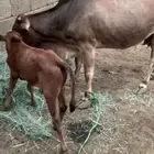 بقره بلدي منتوج يتبعها حسيل