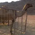 ضروبة صفراء للبيع