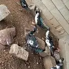 بط للبيع قريه القوع