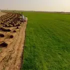 واشنطني ثيل اشجار زينه