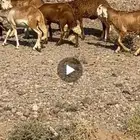 ذبايح سواكن جذعان
