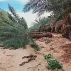 نخل نقايل خلاص وصقعي درجه اولا