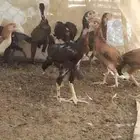 مشاء الله تبارك الرحمن دجاج سنود