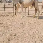 خلف شقحا تحتها قعود وسلم العدريب ام رابع