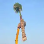 نخل شبك