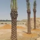 شبك شبوك مزارع شبك استراحات نخل نخيل