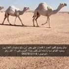 نياق لقحات كفوو