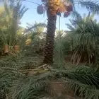 شبك نخل شبوك نخيل