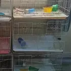 اقفاص طيور مستعملة