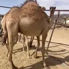 قعدان مفاريد للبيع اتواصل