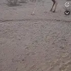 القحه شقحاء باقي عليها اربع شهور