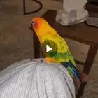 صن كنيور اليف جدا ويتكلم عبود