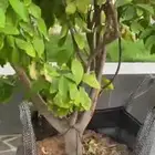 يوجد لدينا ليمون   لبيع ألنوع ايضالي درجه اول ا
