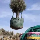 اشجار زيتون ونخيل زينه