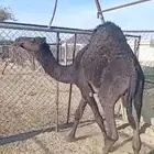 قعود كفو فل شحم مسحوب منتحت امه اتواصل