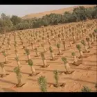 شبك ونخيل