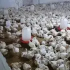 دجاج لاحم 2 كيلو