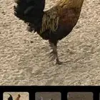 ديوك