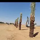 نخل عربي ونخل واشنطني