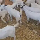 عنقان رخال خرفان بيشيه