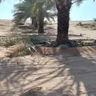نقوم بتكريب جميع انواع النخيل