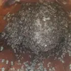 نحل بلدي خلايا محايلي