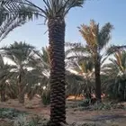 نخل  يوجد لديناء نخيل جميع الانواع