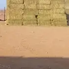 برسيم وتبن فاخر