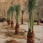 يوجد لدينا جميع انواع انخيل