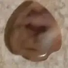حجر عقيق